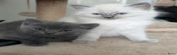 Ragdoll cats for sale: Beautiful kittens  - Advert 3