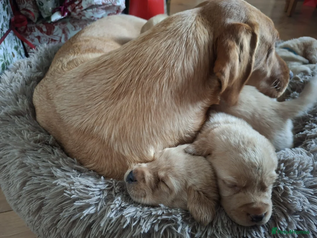 Labrador Retriever dogs for sale: * SOLD * Stunning litter of 9 golden labradors  - Advert 23