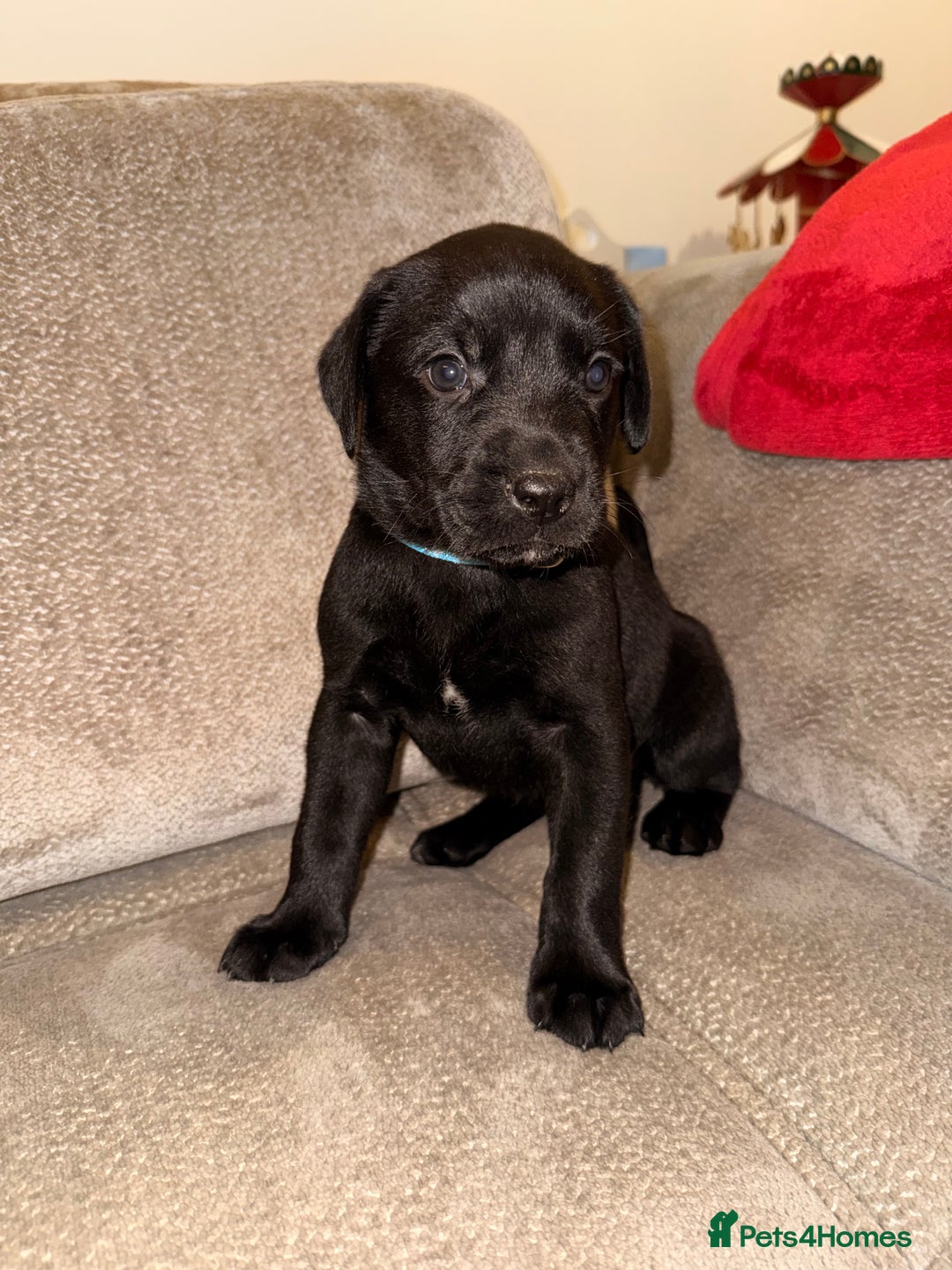 Labrador Retriever dogs for sale: Beautiful Black Pedigree Labrador Puppies - Advert 9