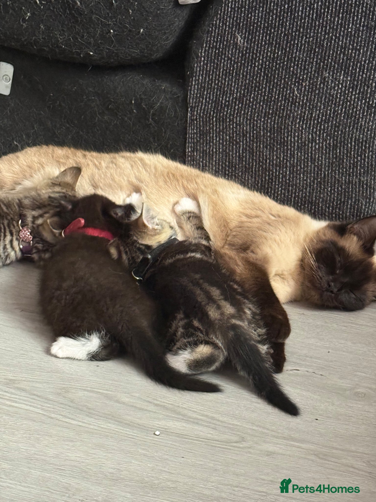 Ragcoon cats RAGCOON (sealpoint ragdoll mum-dad -Mainecoon) - Advert 3