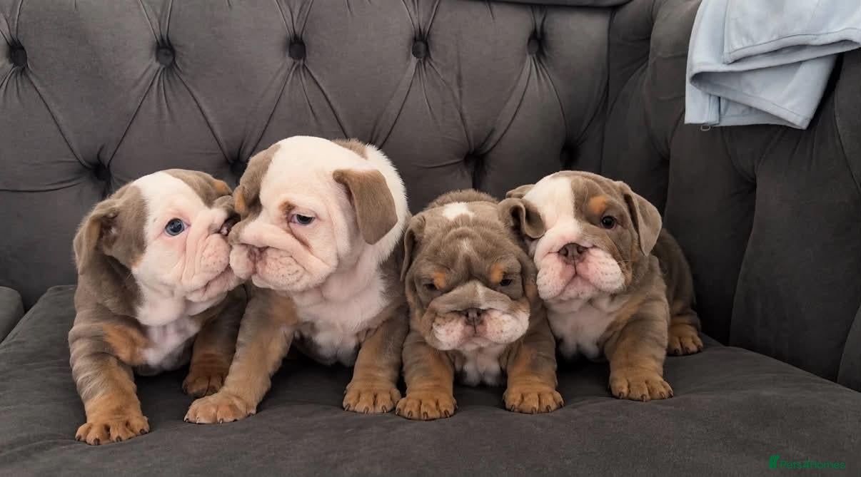 English Bulldog dogs 4 beautiful bulldog puppies for sale - Advert 1