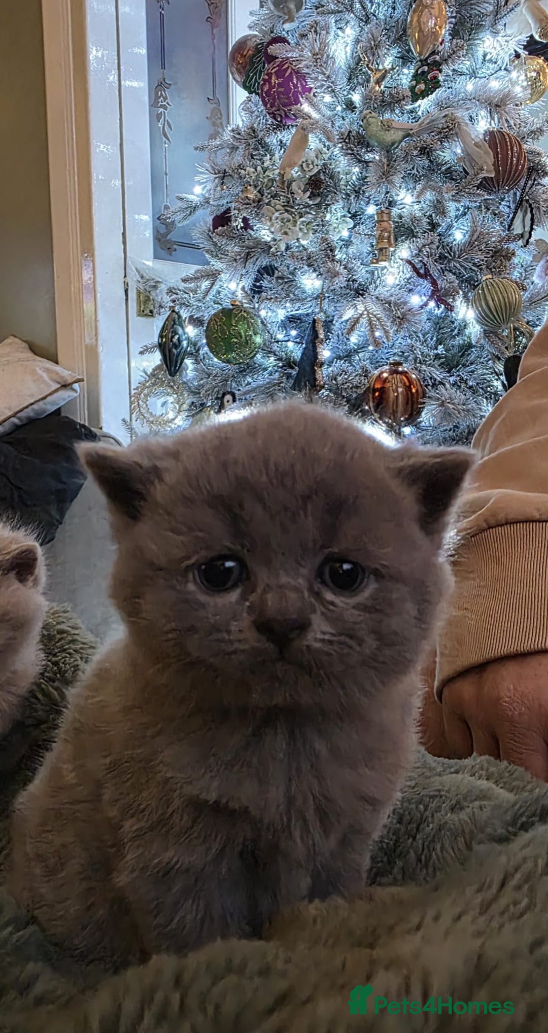 British Shorthair cats for sale: Pedigree British Shorthair Kittens- Lilac & Bluess - Advert 7