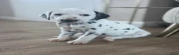 Dalmatian dogs for sale: *1 left please read* Purebred Dalmatian puppies - Advert 25