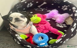 Pug dogs for sale: Stunning Puppy Unique Blue Eye Very Loving - Image 4