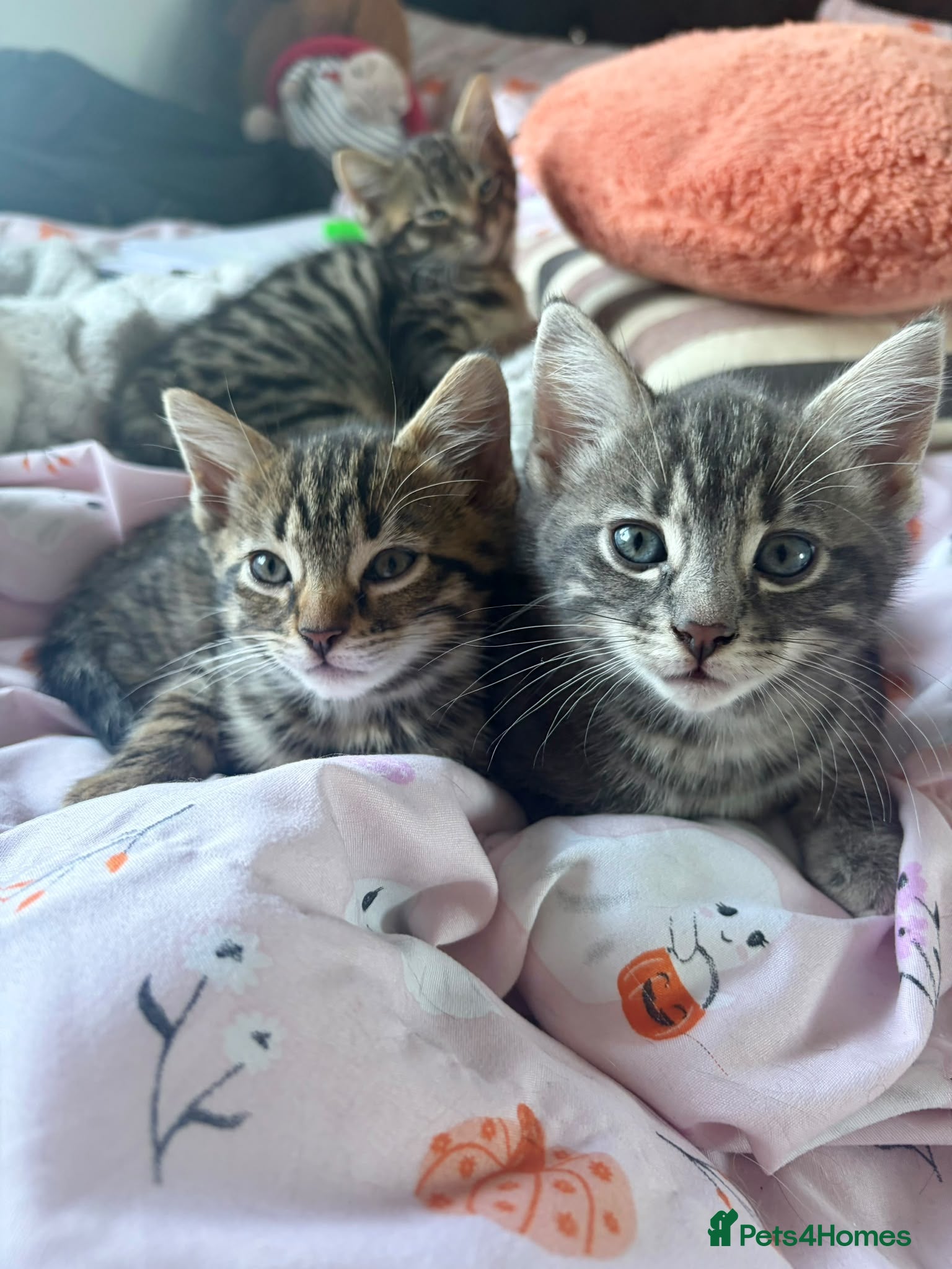 Mixed Breed cats for sale: Beautiful girl tabbies - Advert 17