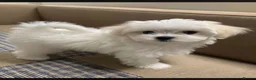 Maltese dogs for sale: Five beautiful Maltese puppies  in London - Advert 6