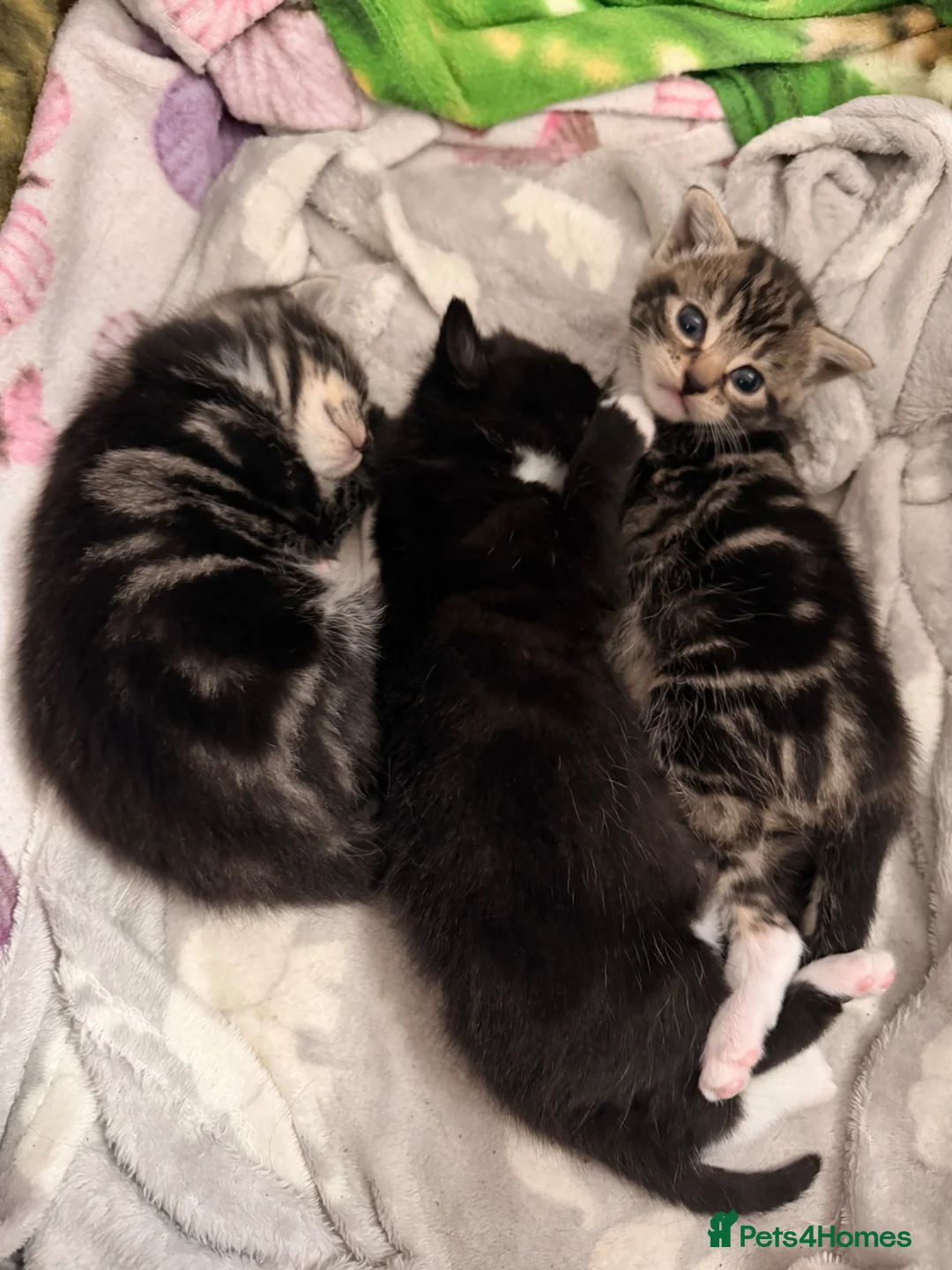 Mixed Breed cats for sale: Mixed breed kittens  in Whitby - Advert 2