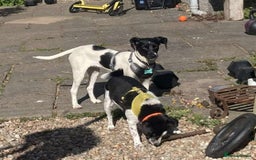 Mixed Breed dogs for adoption: STELLA - Small 10 mth old Pocket Pointer type girl - Image 8
