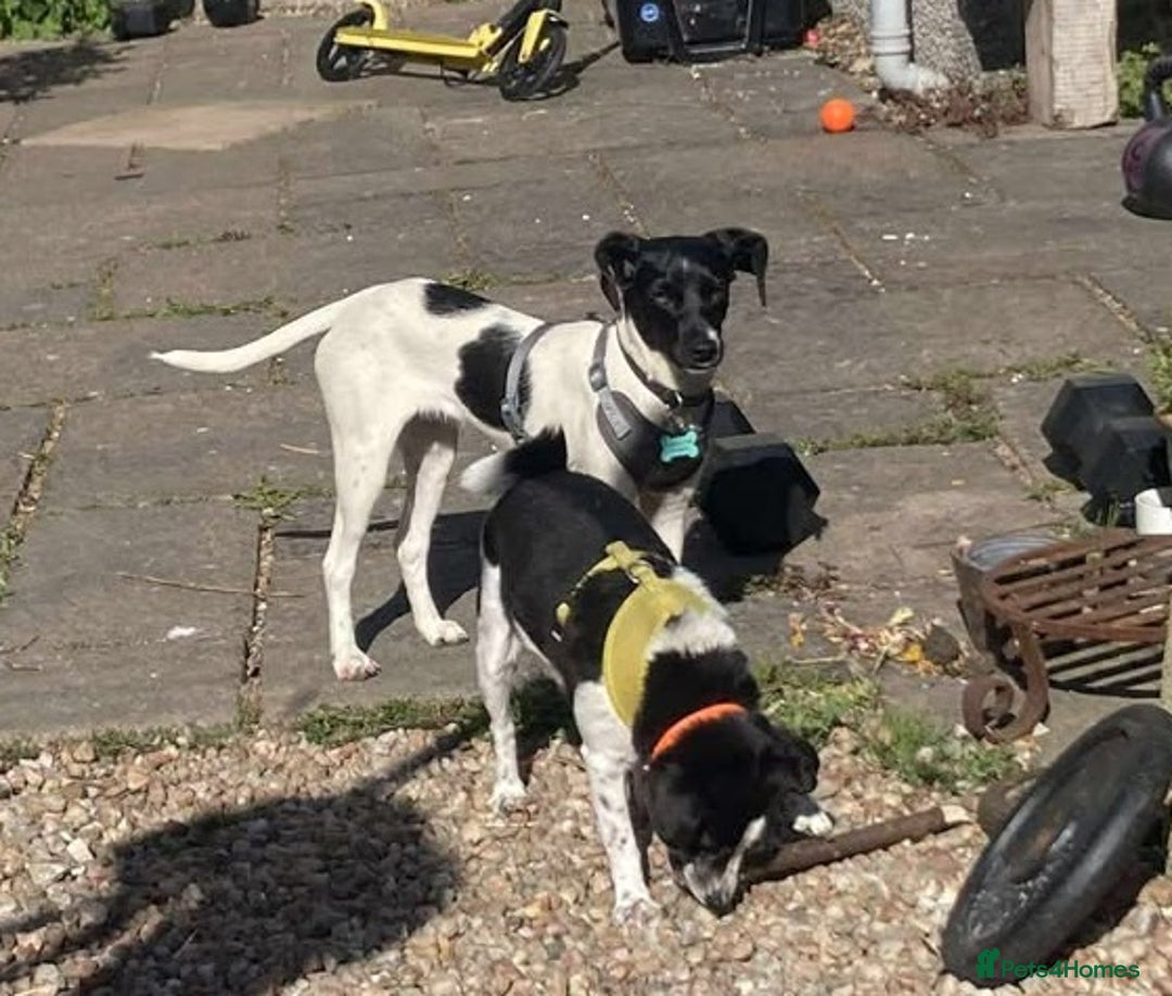 Mixed Breed dogs for adoption: STELLA - Small 10 mth old Pocket Pointer type girl - Image 8