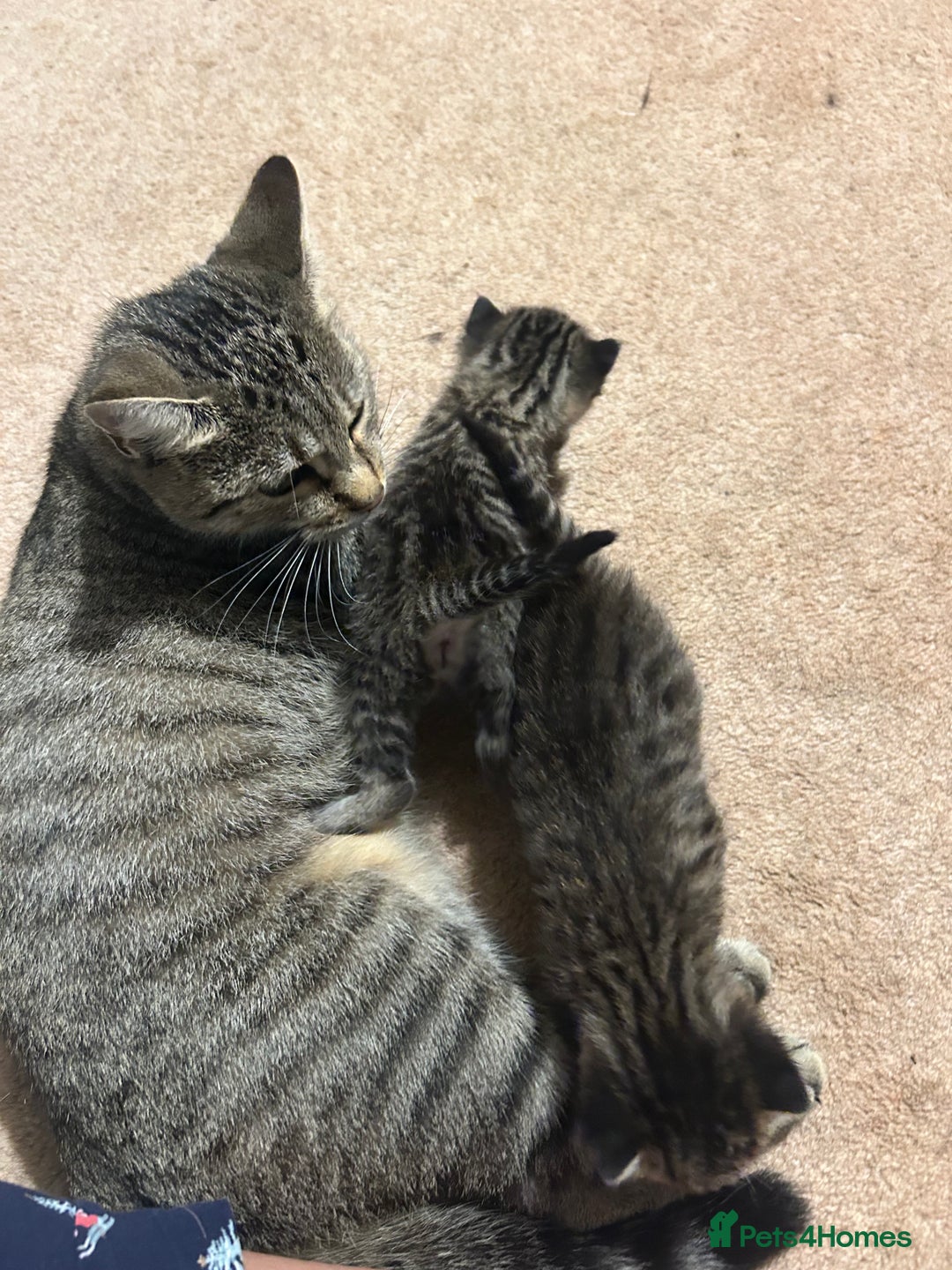 Mixed Breed cats for sale: Beautiful kittens  - Image 1