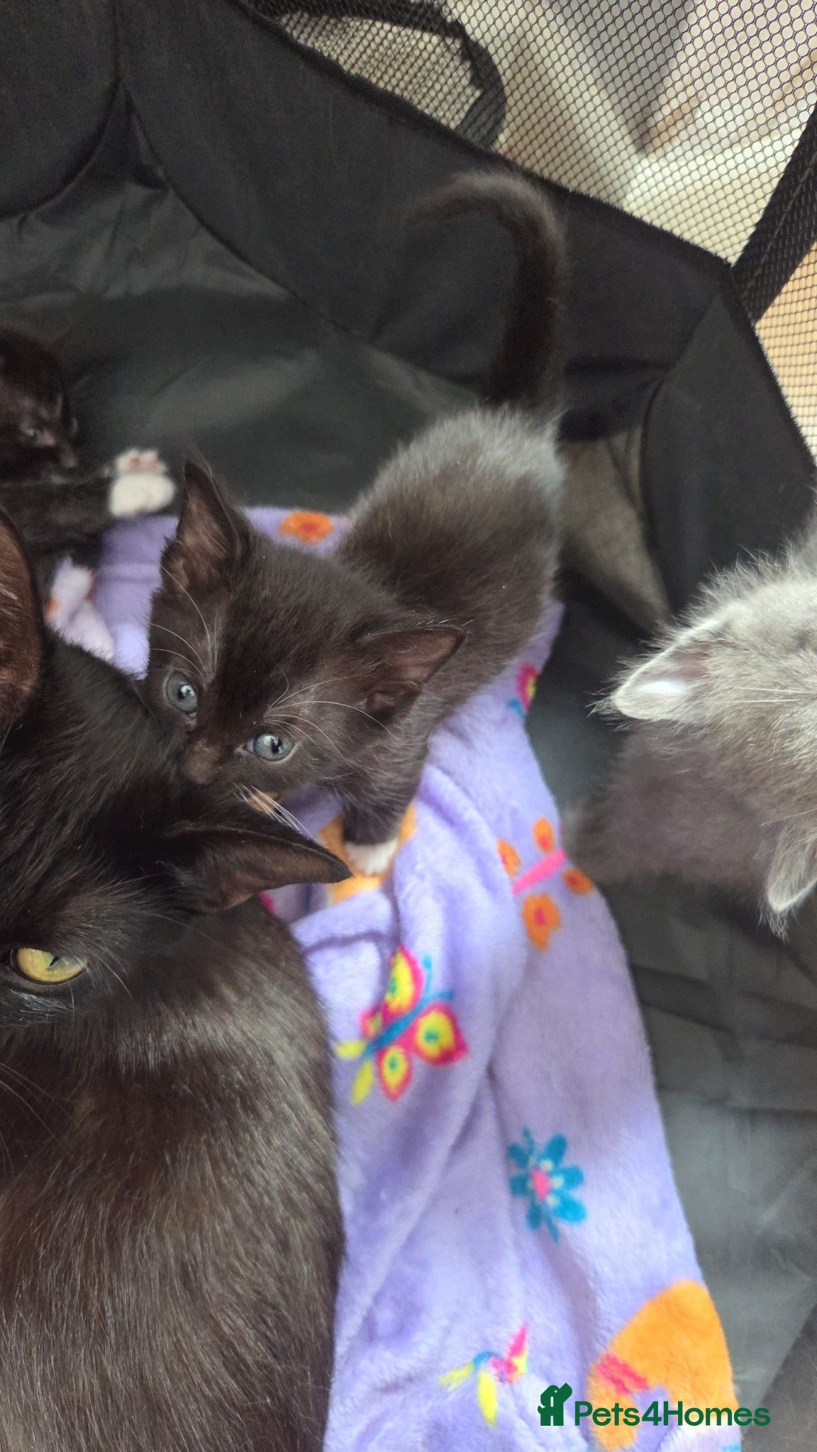 Mixed Breed cats for sale: 5 black and white kittens for sale - Advert 4