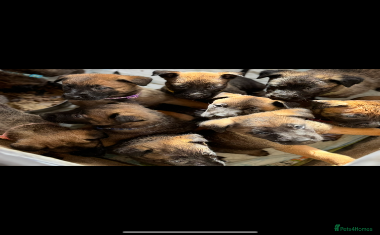 Belgian Shepherd Dog dogs Skye x Nines last litter ever! Now Reduced - Advert 3