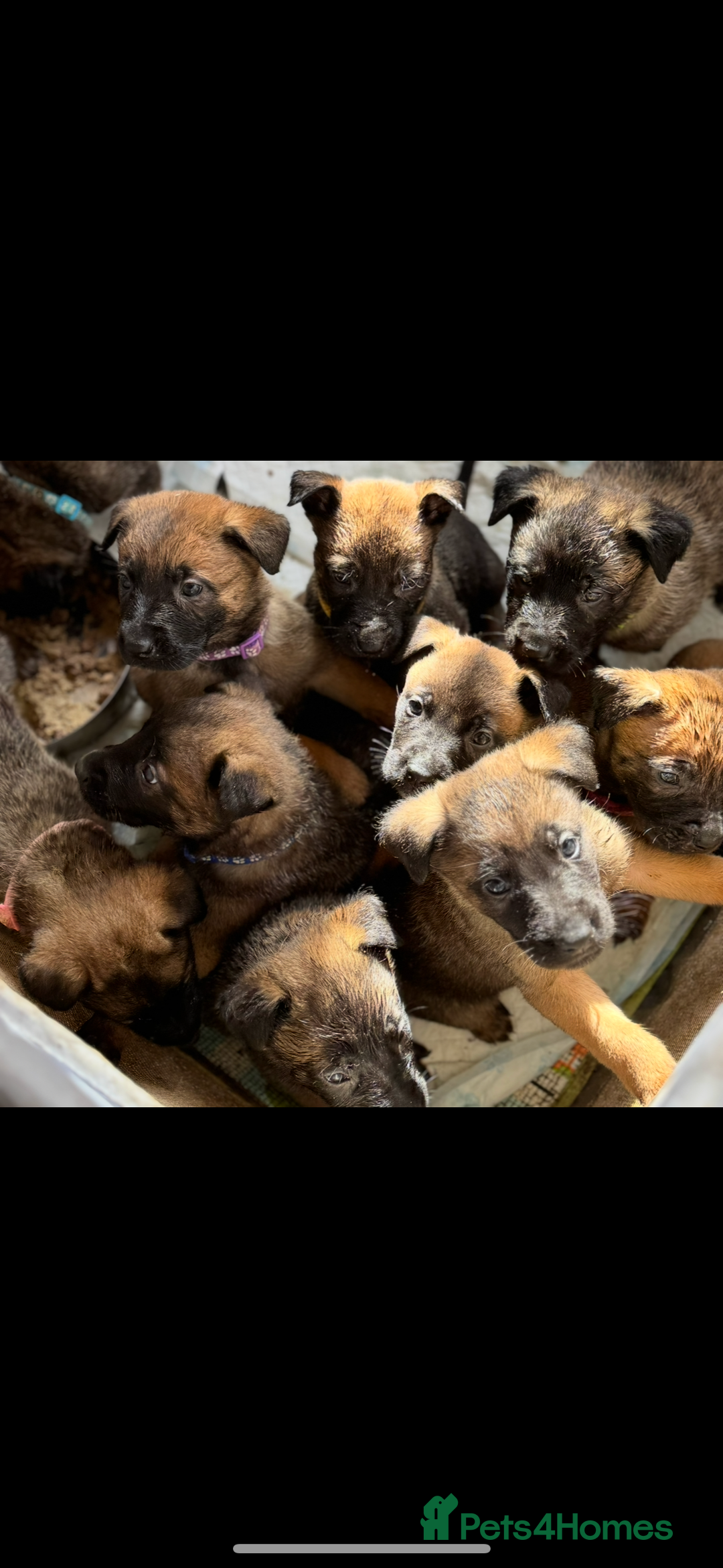 Belgian Shepherd Dog dogs for sale: Skye x Nines very last litter ever! 3B &7G  - Image 6