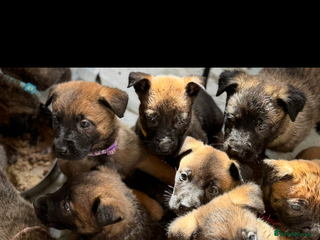 Belgian Shepherd Dog dogs Skye x Nines last litter ever! Now Reduced - Advert 2