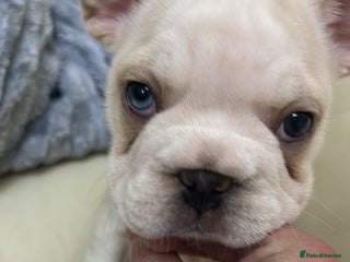 French Bulldog dogs - Advert 6