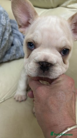 French Bulldog dogs - Advert 1