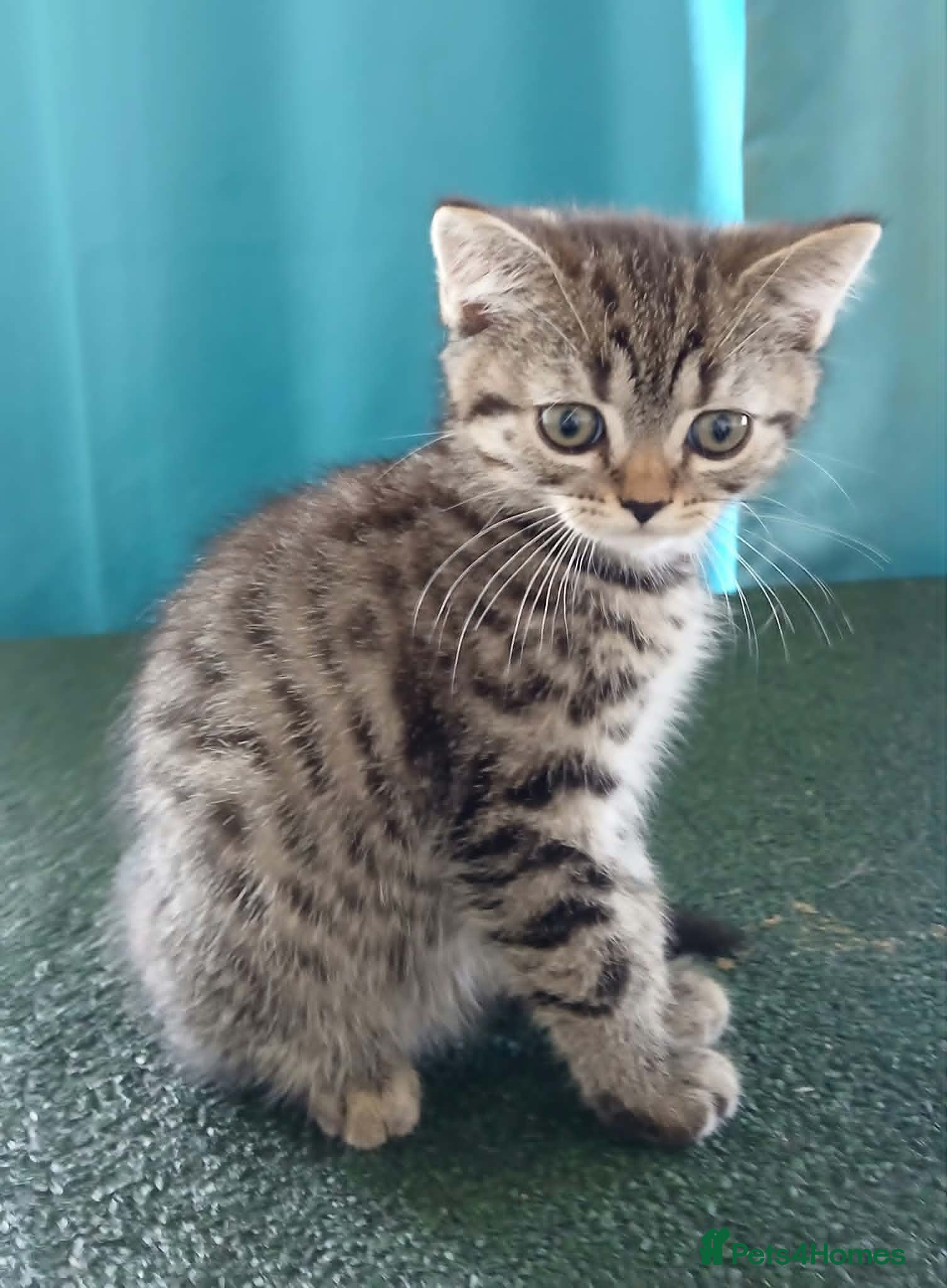 British Shorthair cats Bsh X Scotish straight kitten boy. - Advert 10