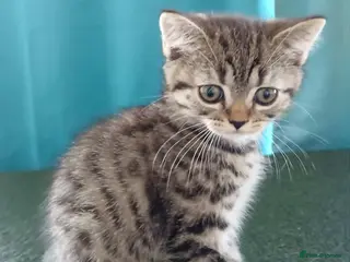 British Shorthair cats Bsh X Scotish straight kitten boy. - Advert 10