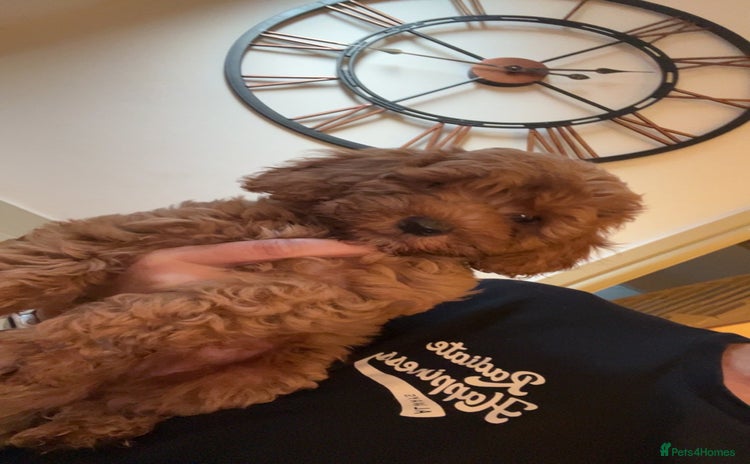 Cockapoo dogs - Advert 5
