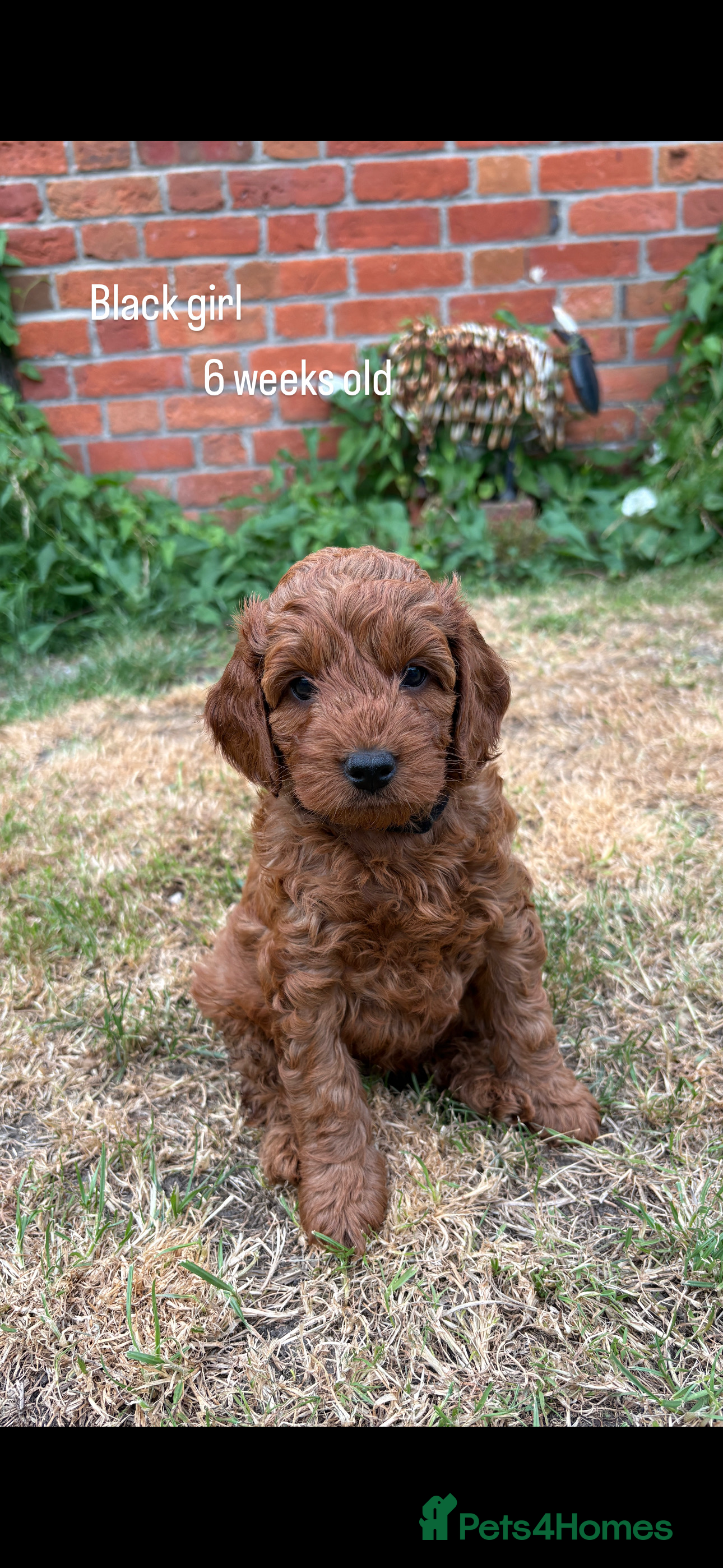 Cockapoo dogs Beautiful All Fox Red F1BB Cockapoo Puppies  - Advert 2
