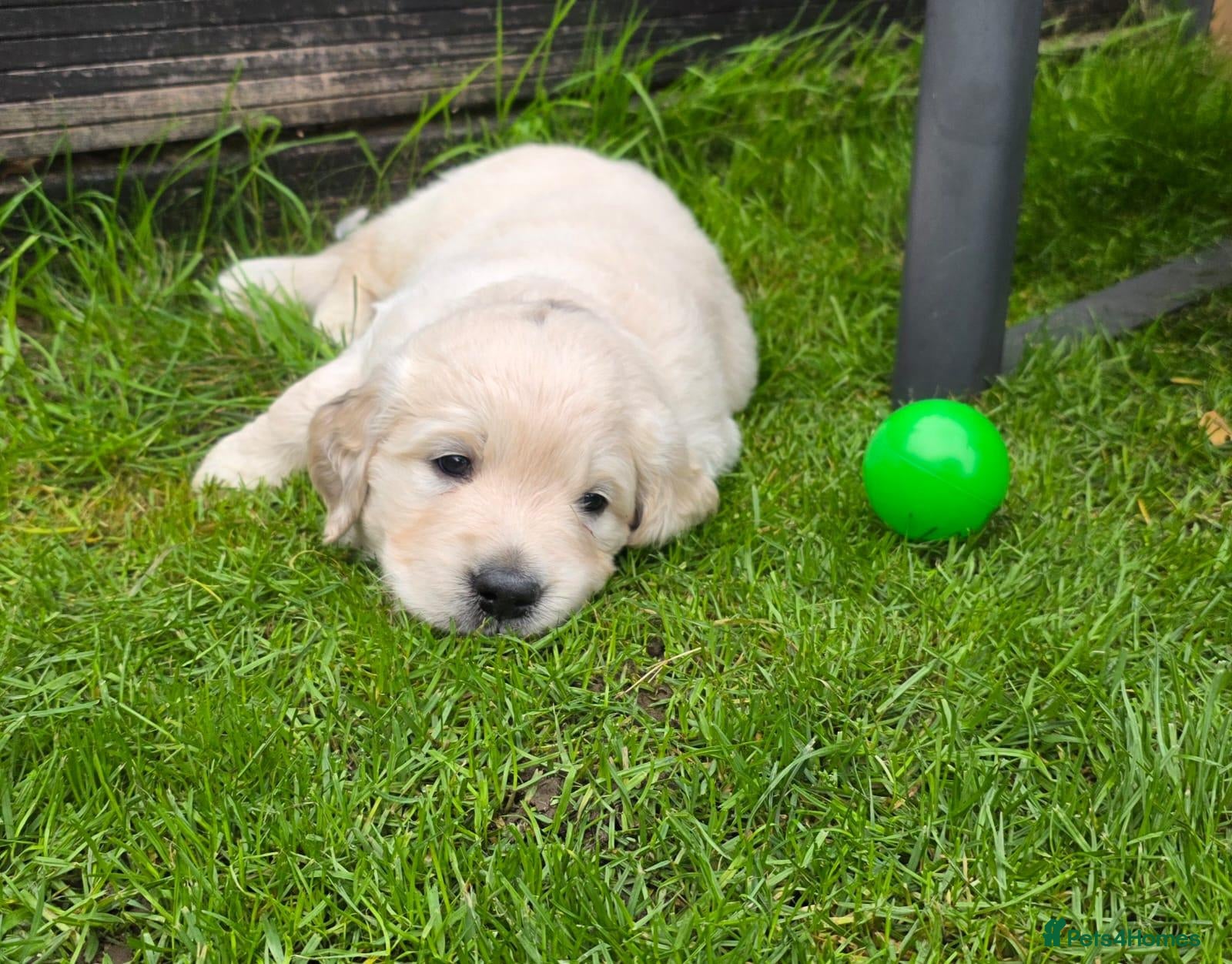 Golden Retriever dogs 1 Male KC Golden Retriever 🧬Health Tested Parents - Advert 7