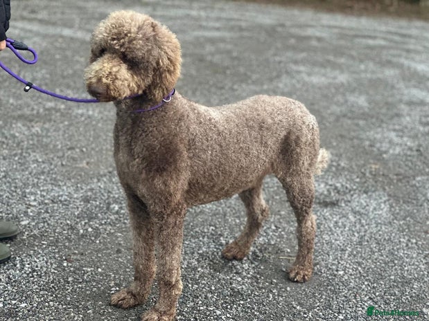 Standard Poodle dogs - Advert 1