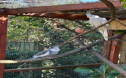 Parakeets birds for sale: Pair of Cockatiels for sale and bourke Hen - Image 4
