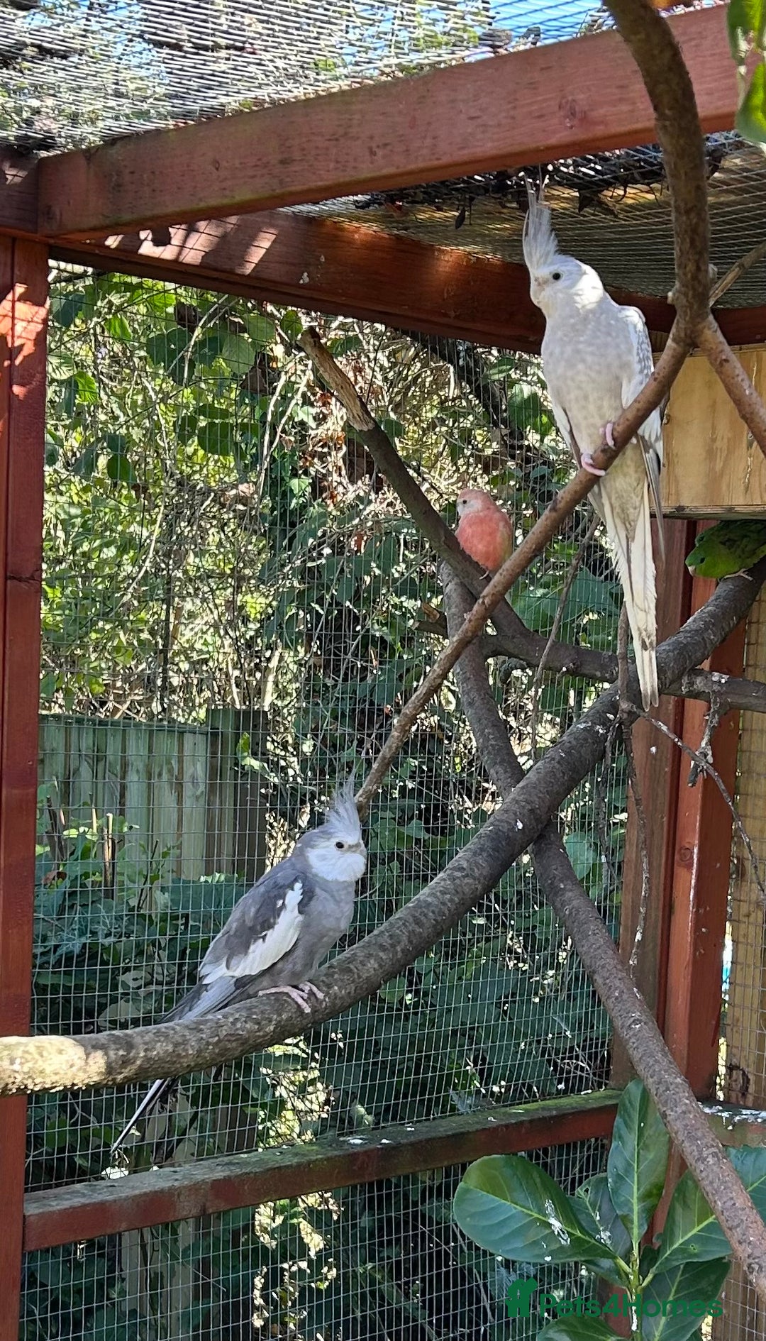 Parakeets birds for sale: Pair of Cockatiels for sale and bourke Hen - Image 4