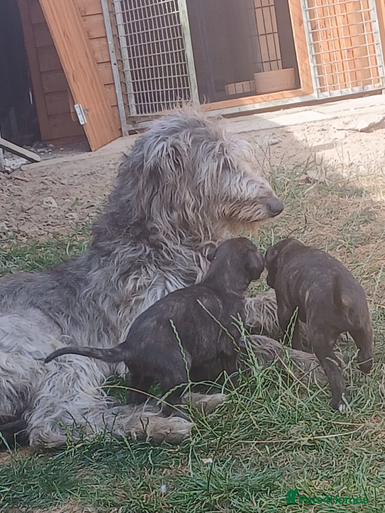 Deerhound dogs KC registered deerhound pups - Advert 2