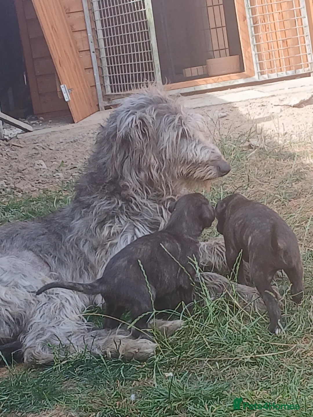 Deerhound dogs for sale: KC registered deerhound pups - Advert 2