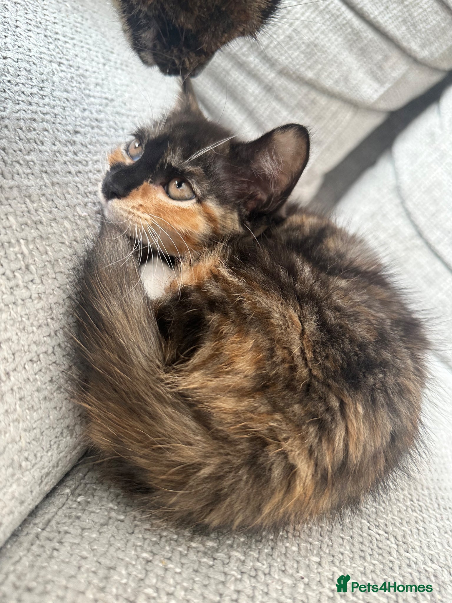 Mixed Breed cats for sale: Beautiful calico girl - Advert 1