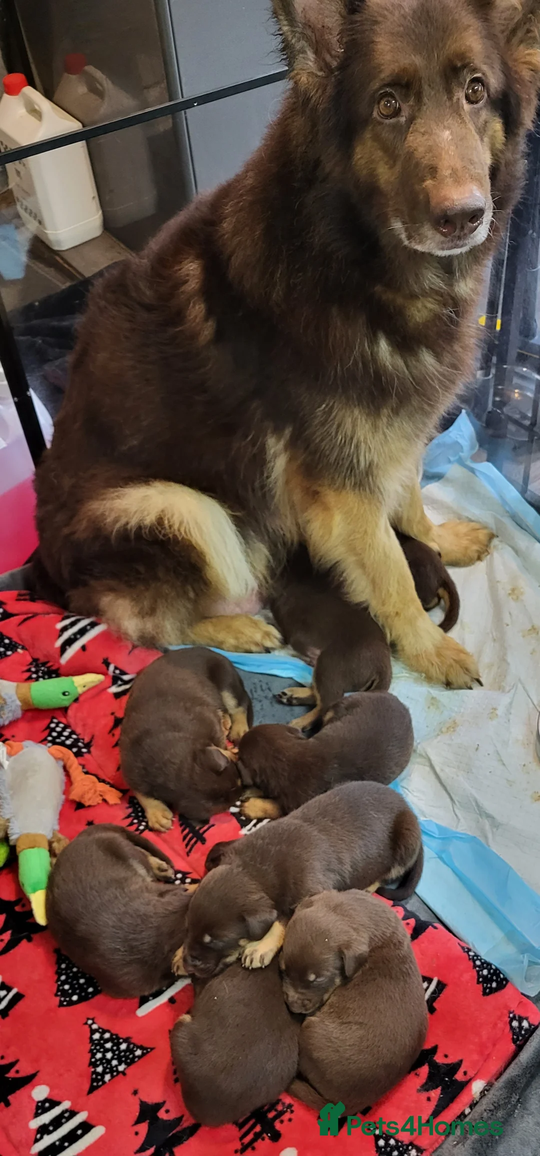 Mixed Breed dogs for sale: Beautiful shepherd x doberman  in Chelmsford - Advert 1