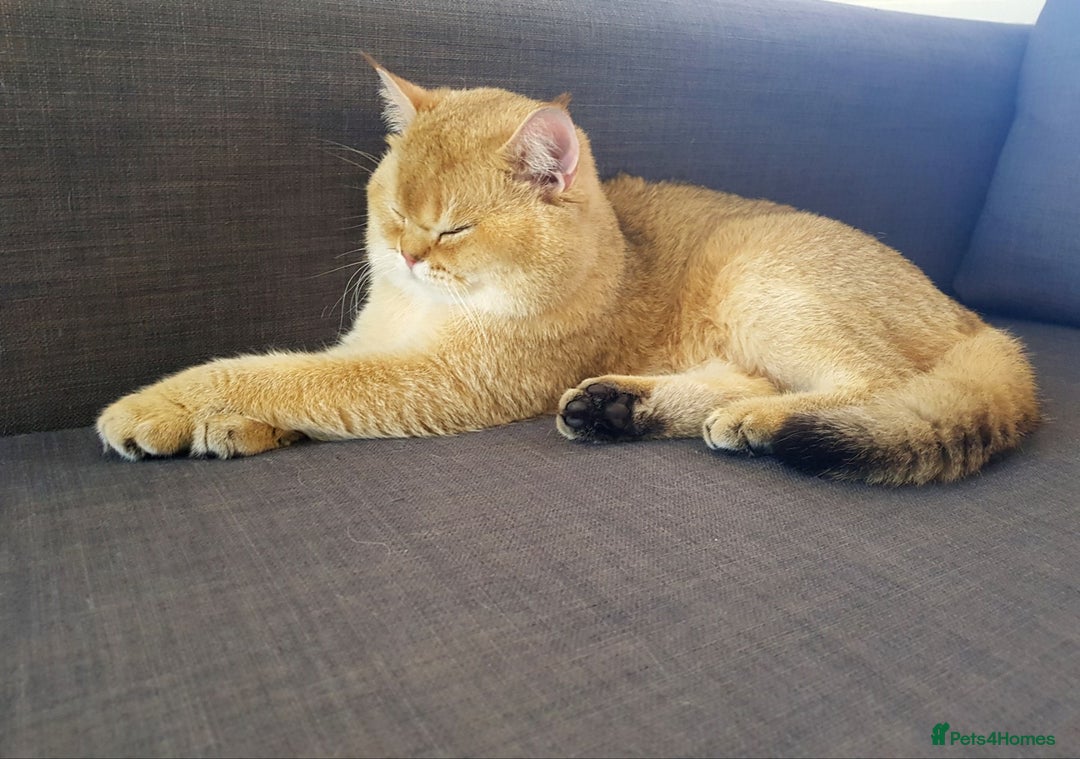 Scottish Fold cats for sale: ✨ STUNNING SCOTTISH FOLD KITTENS ✨ - Advert 12