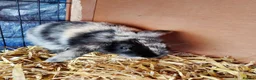 Mixed Breed rabbits for sale: Cute bunnies  in Ware - Advert 4