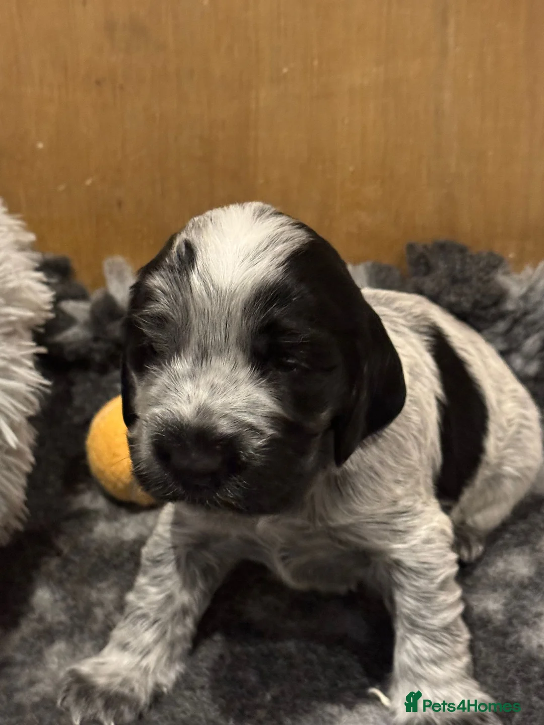 Cocker Spaniel dogs for sale: Gorgeous KC/Full Health Cocker Spaniel show type - Advert 14