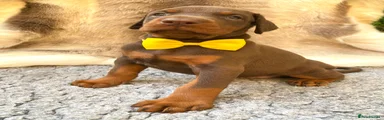 Dobermann 3