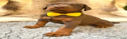 Dobermann dogs for sale: KC REG HEALTH TESTED EUROPEAN DOBERMAN PUPPIES - Advert 38