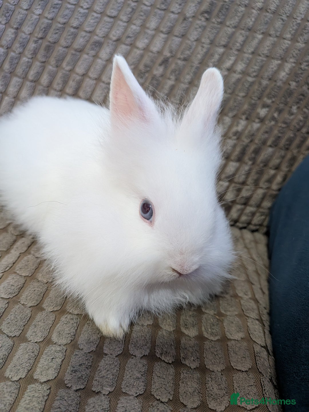 Lionhead rabbits for sale: Lionhead x Netherland dwarf - Image 2