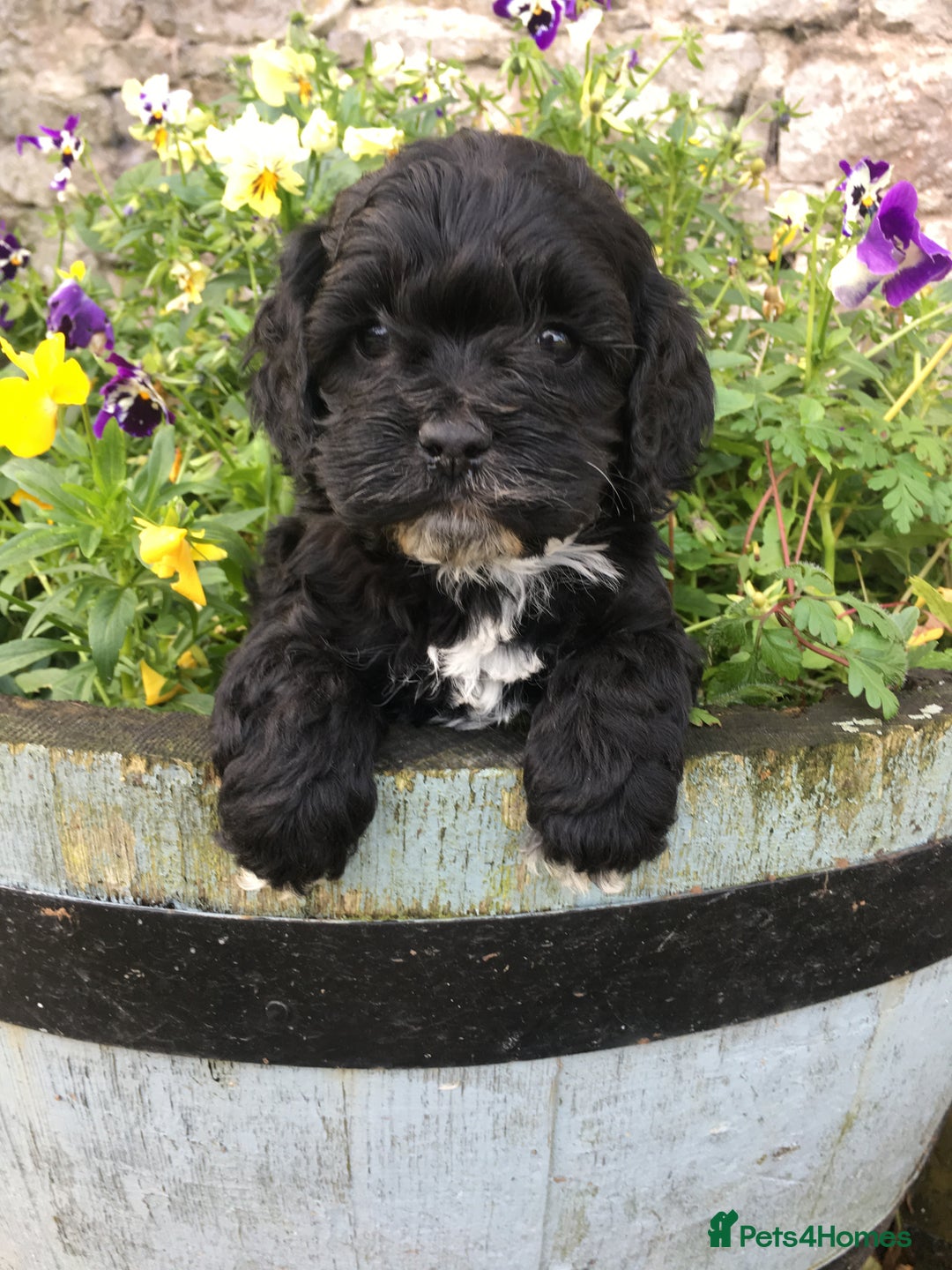 Shihpoo dogs for sale: Shipoo Pups - Image 14