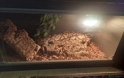 Python Snake reptiles for sale: Royal python  - Image 2