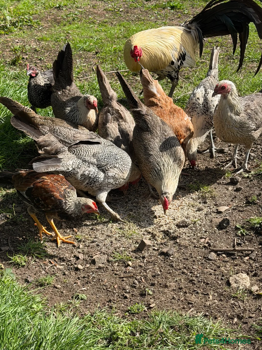Chickens poultry for sale: american game x oxford game chickens  - Advert 7