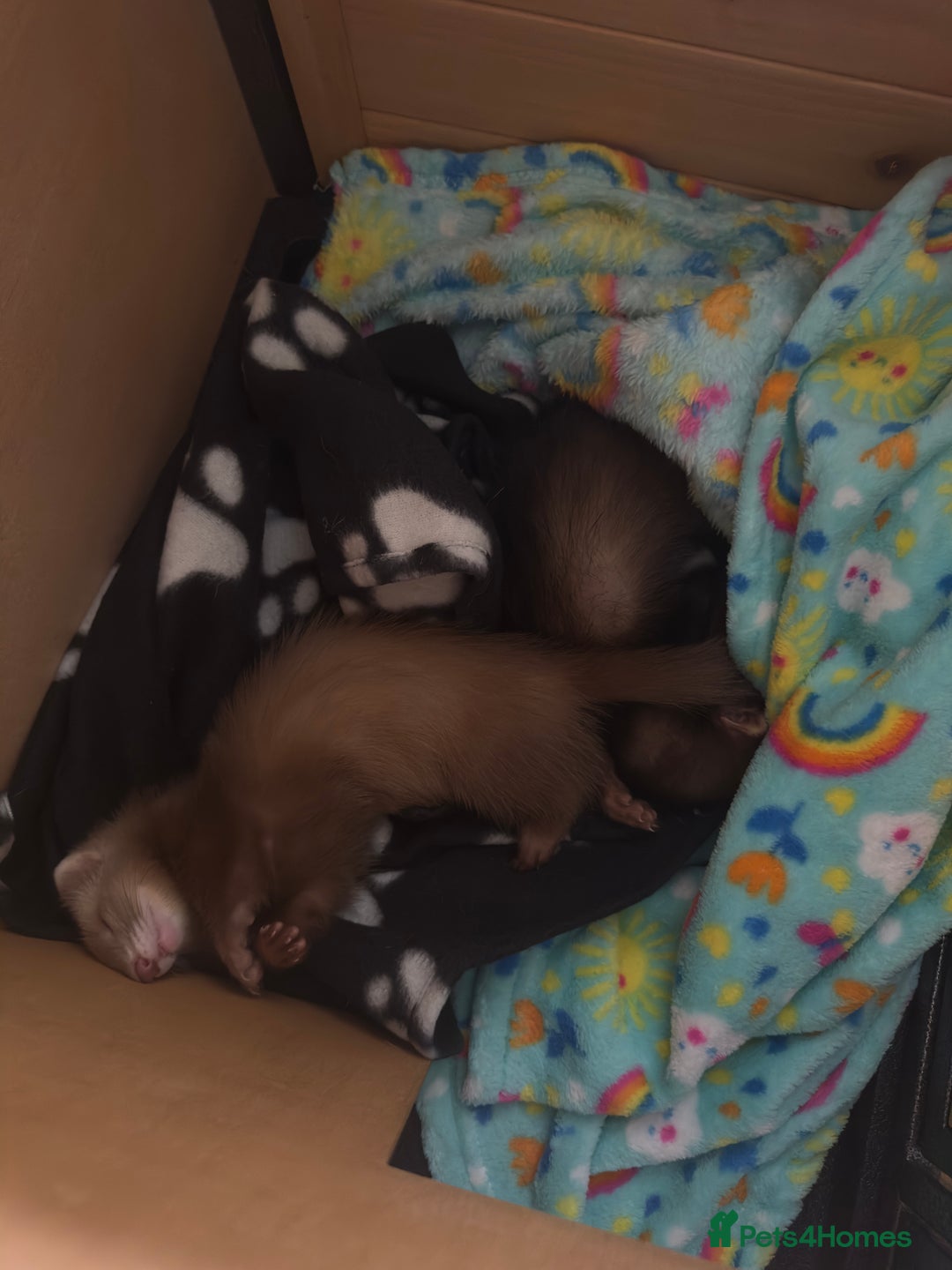 Ferret rodents for sale: 2 Beautiful Jill Ferrets With Cage - Image 1