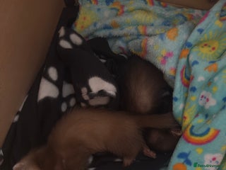 Ferret rodents - Advert 1