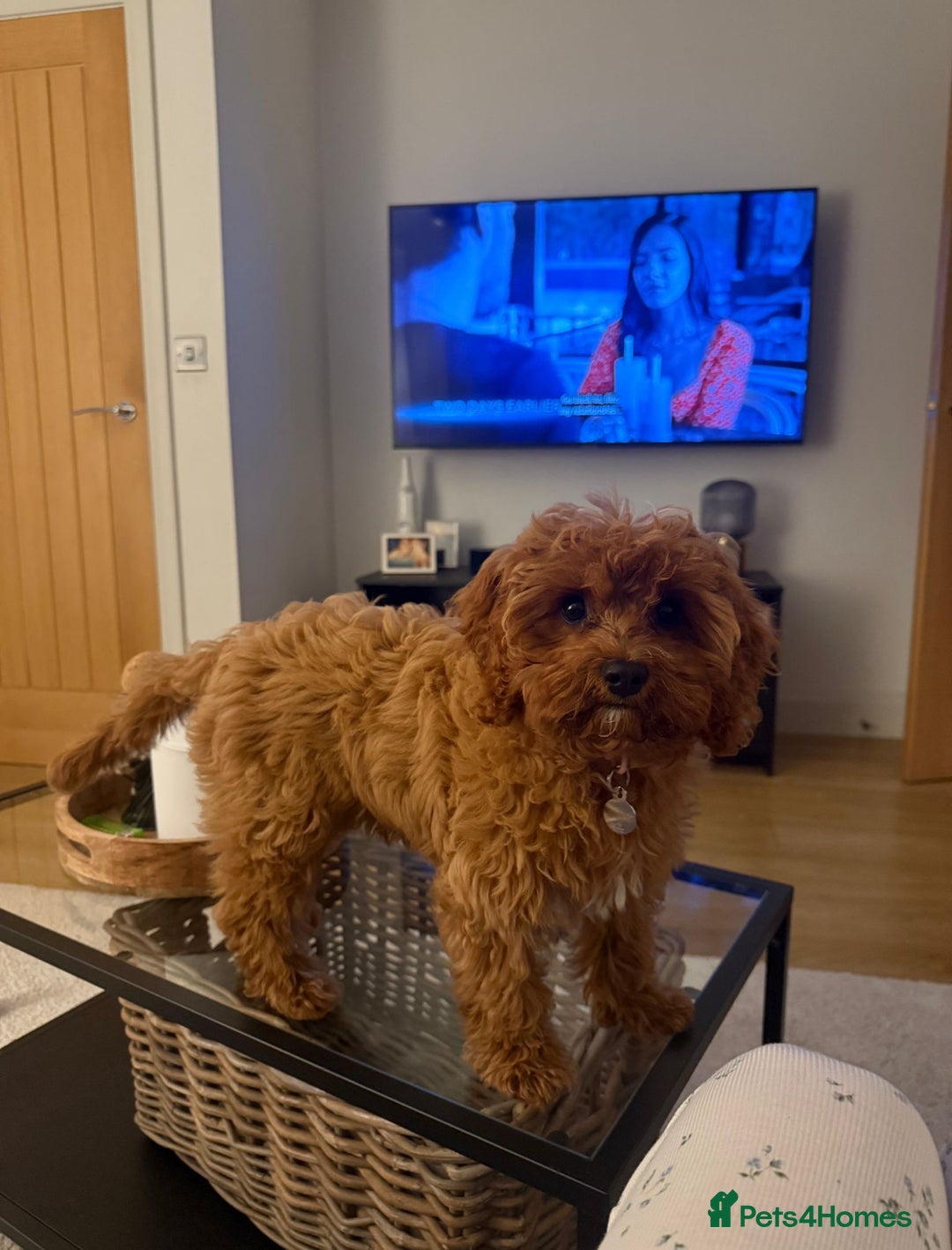 Cavapoo dogs for sale: Top Class Extensively tested Toy Cavapoo pups - Advert 35