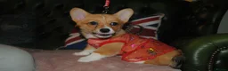 Welsh Corgi Pembroke dogs for sale: Are Beautiful Girls Storm/Darling/Petal - Advert 3