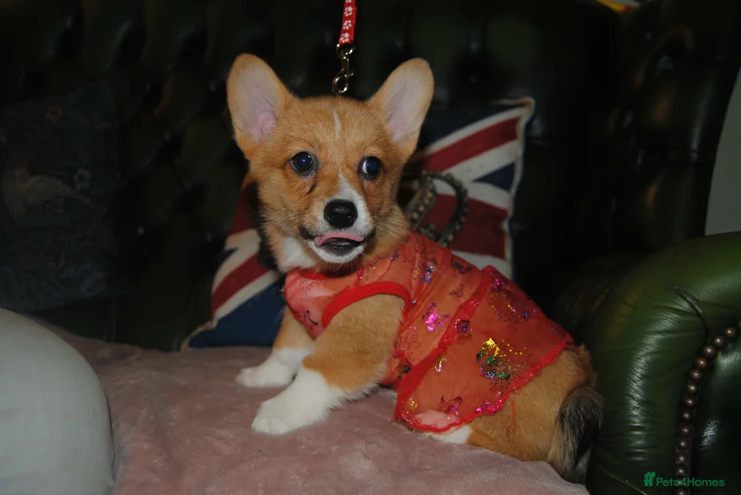 Welsh Corgi Pembroke dogs for sale: Are Beautiful Girls Storm/Darling/Petal - Advert 3