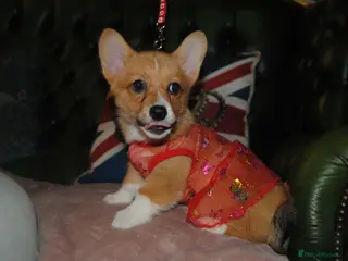 Welsh Corgi Pembroke dogs Welsh Pembroke Corgi Girls LovingHomeRearedPuppies - Advert 2