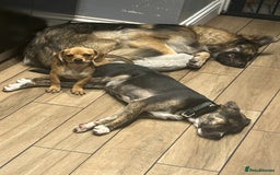 Mixed Breed dogs for sale: Meet storm  - Image 2