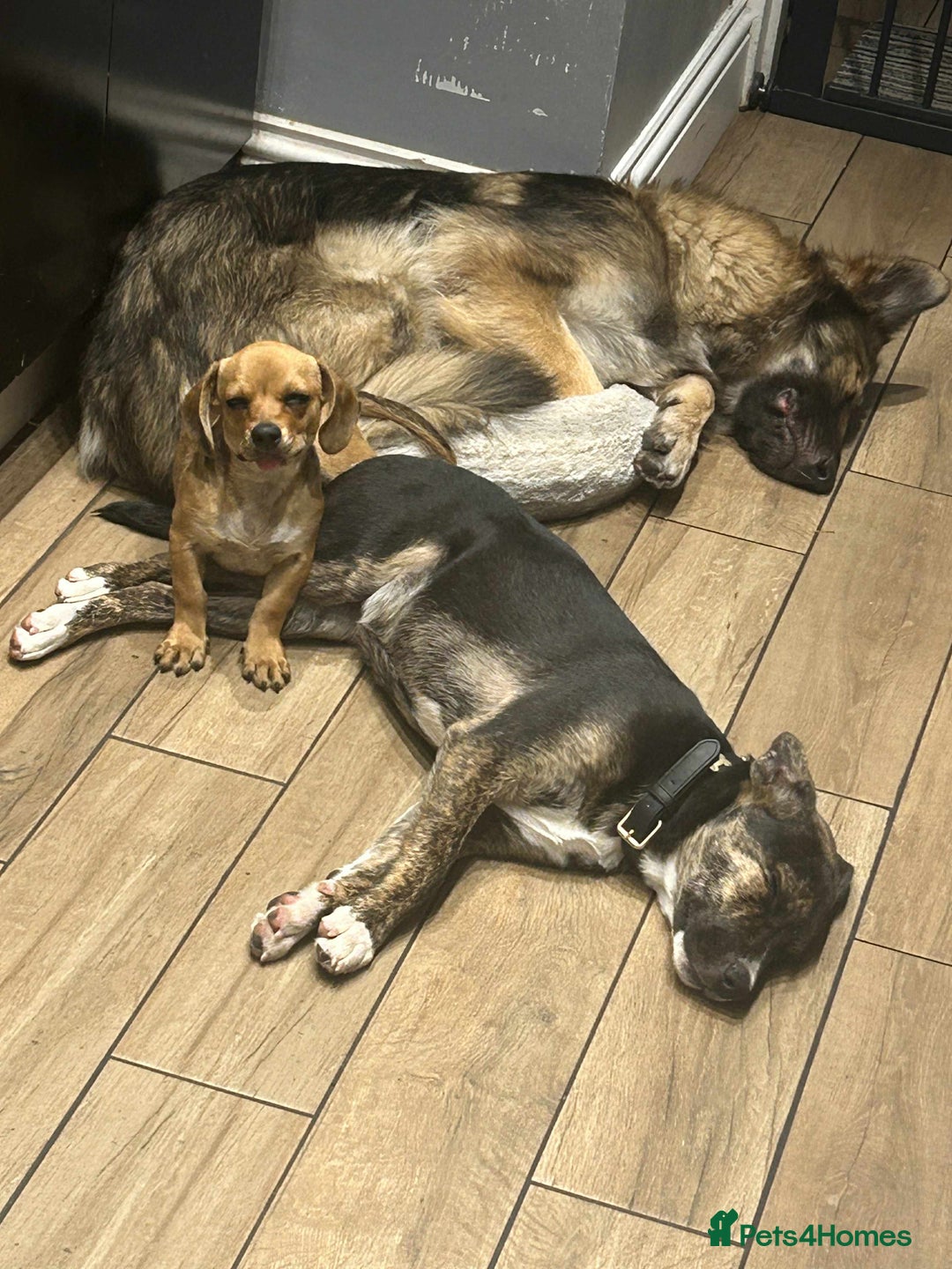 Mixed Breed dogs for sale: Meet storm  - Image 2