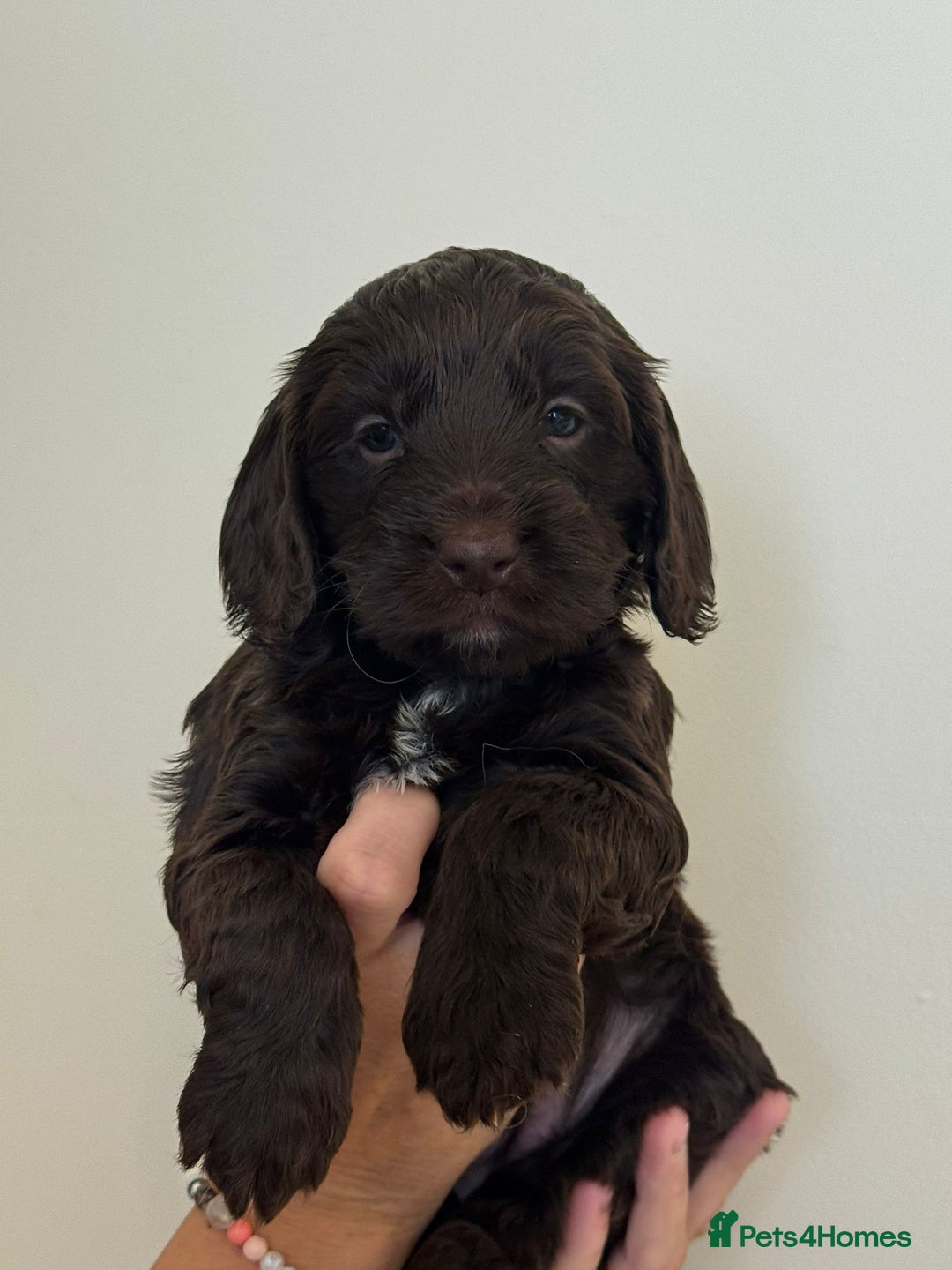 Cockapoo dogs for sale: Cockapoo Puppies - Image 5